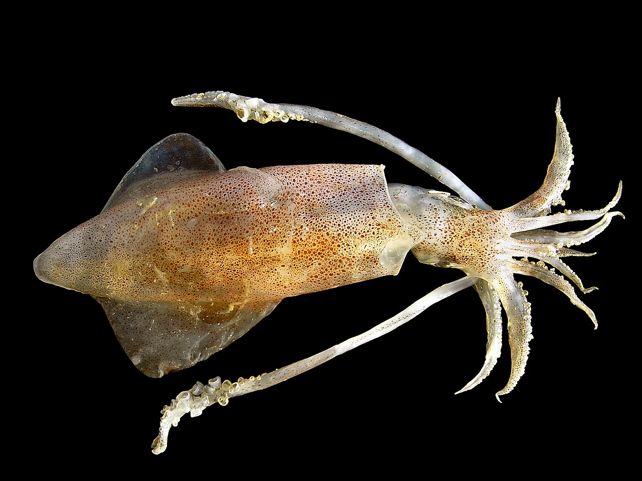 fried squid supporting the section about coating crispness, oil temperature, and practical comparison